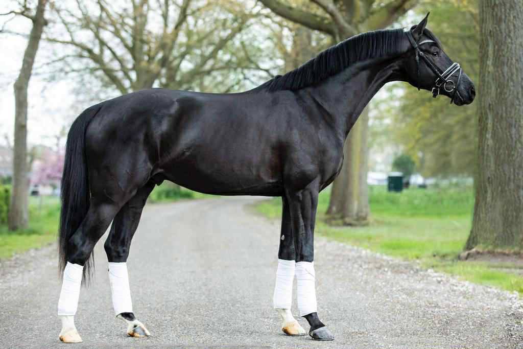 Caballo castrado KWPN Caballo de Deporte Neerlandés En venta 2018 Bayo moreno