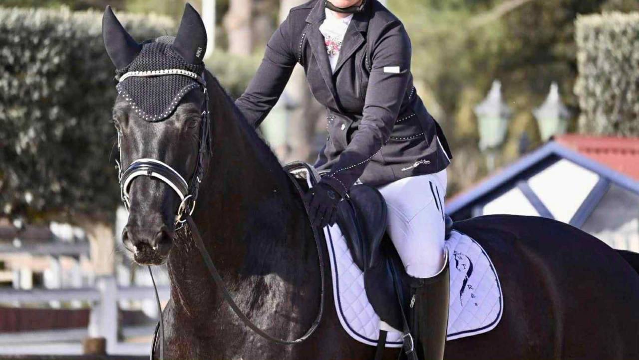 Caballo castrado KWPN Caballo de Deporte Neerlandés En venta 2018 Bayo moreno
