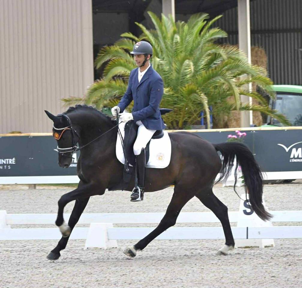 Caballo castrado KWPN Caballo de Deporte Neerlandés En venta 2018 Bayo moreno