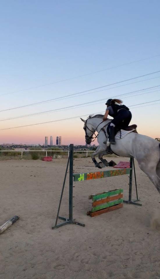 Caballo 6 años iniciado en salto