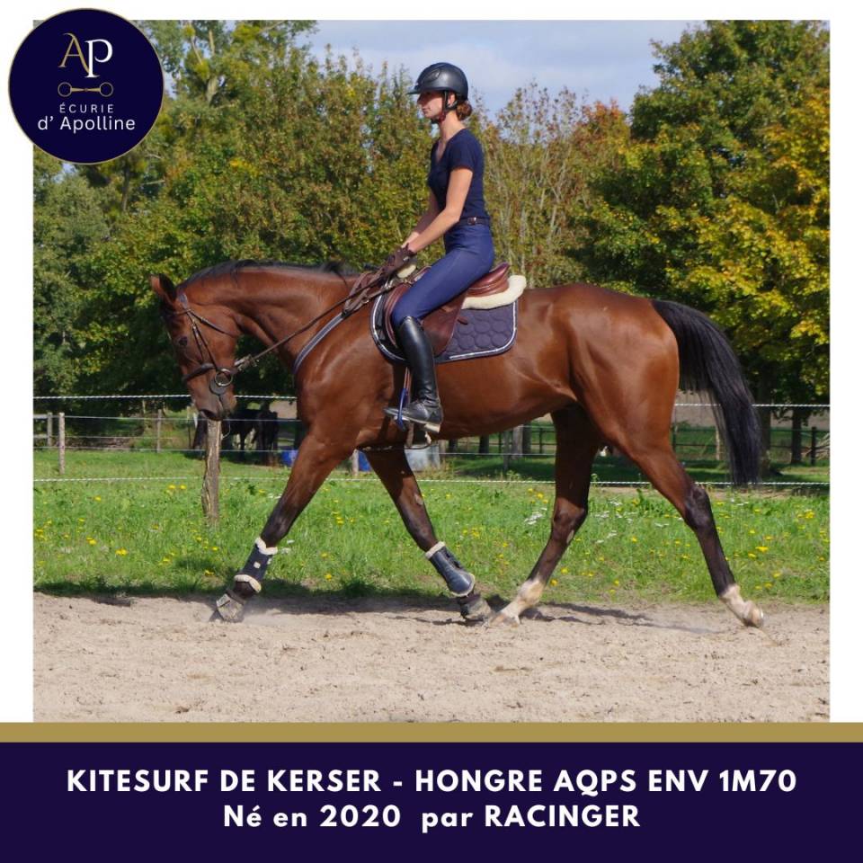 Caballo castrado AQPS En venta 2020 Bayo