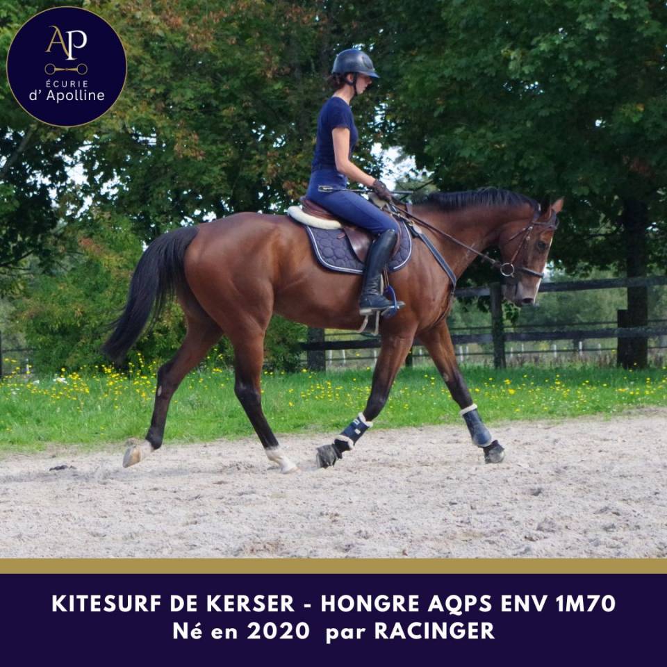 Caballo castrado AQPS En venta 2020 Bayo