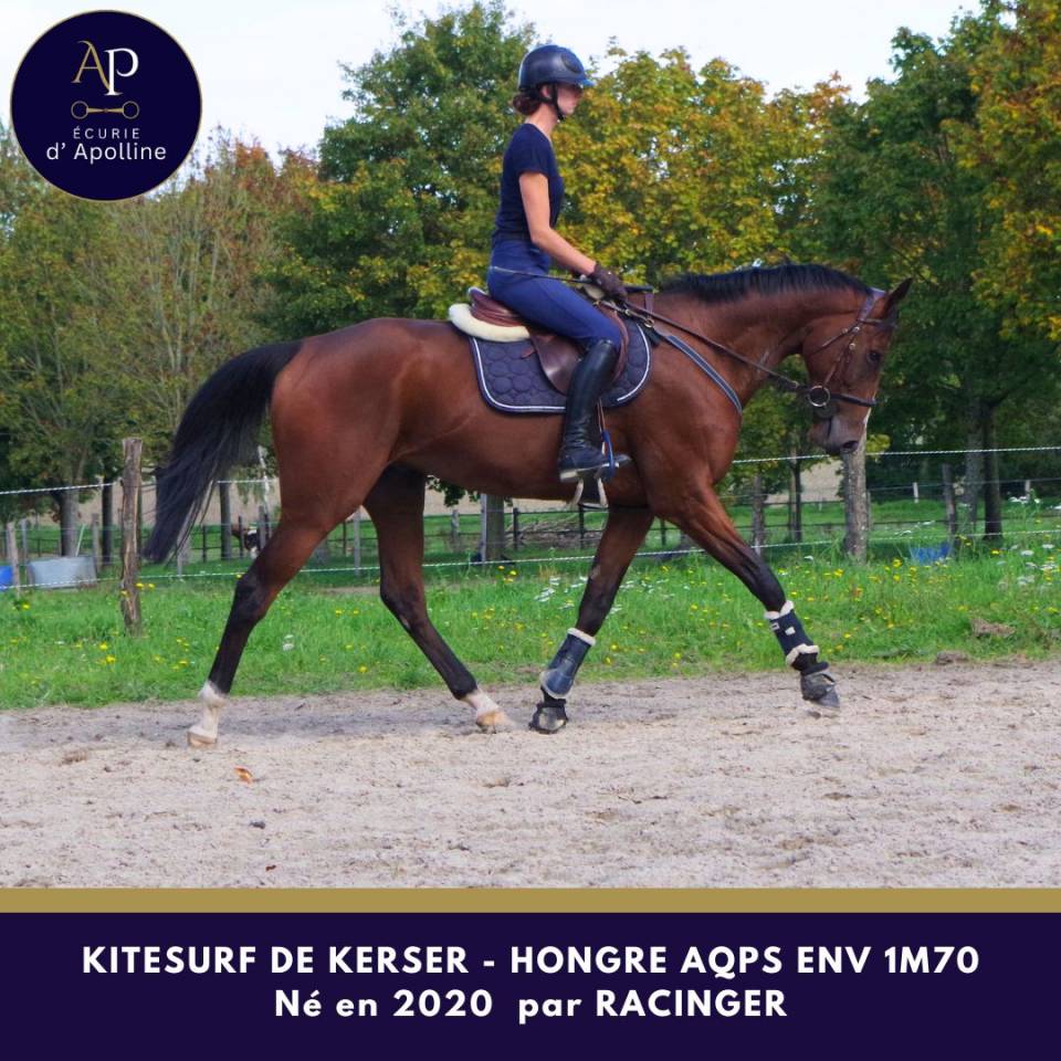 Caballo castrado AQPS En venta 2020 Bayo