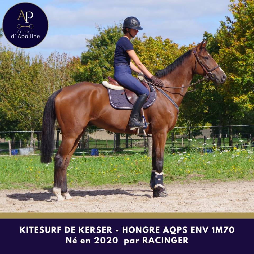 Caballo castrado AQPS En venta 2020 Bayo