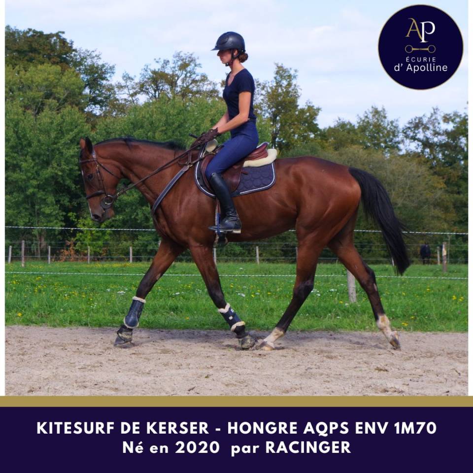 Caballo castrado AQPS En venta 2020 Bayo