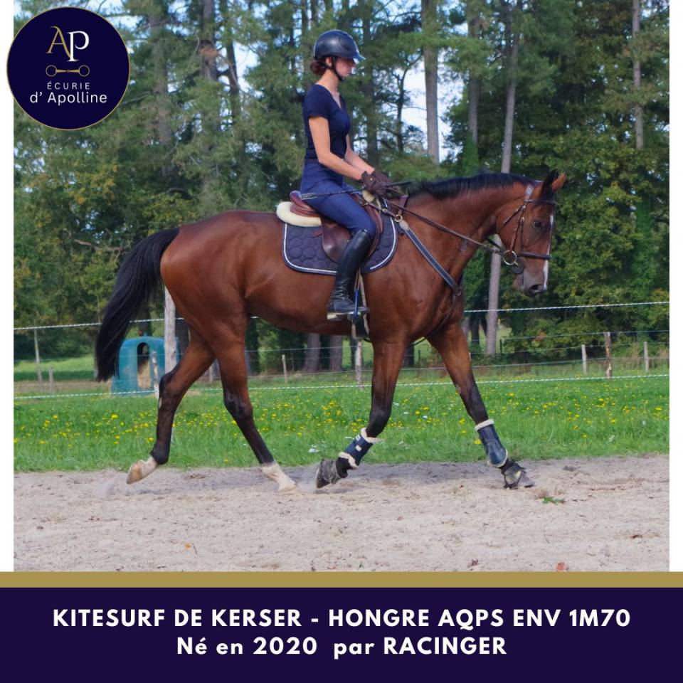 Caballo castrado AQPS En venta 2020 Bayo