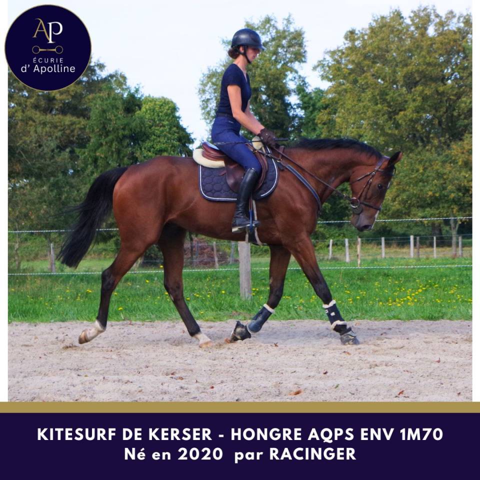 Caballo castrado AQPS En venta 2020 Bayo