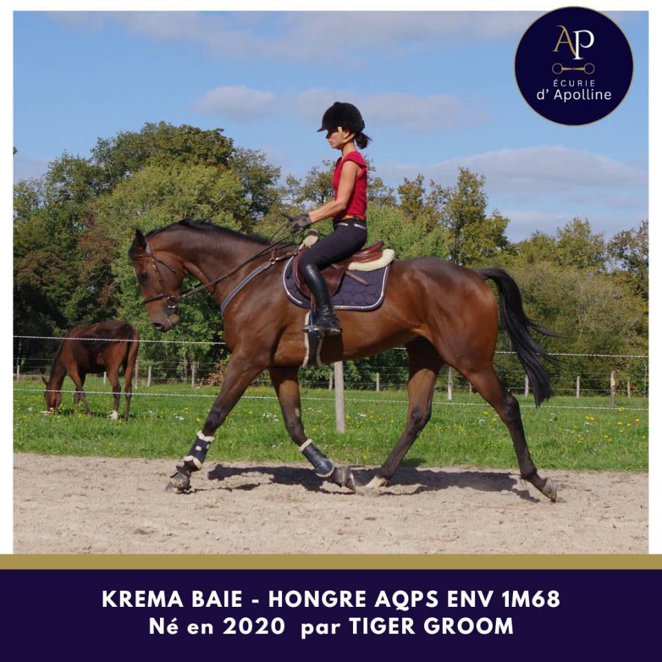 Caballo castrado AQPS En venta 2020 Bayo