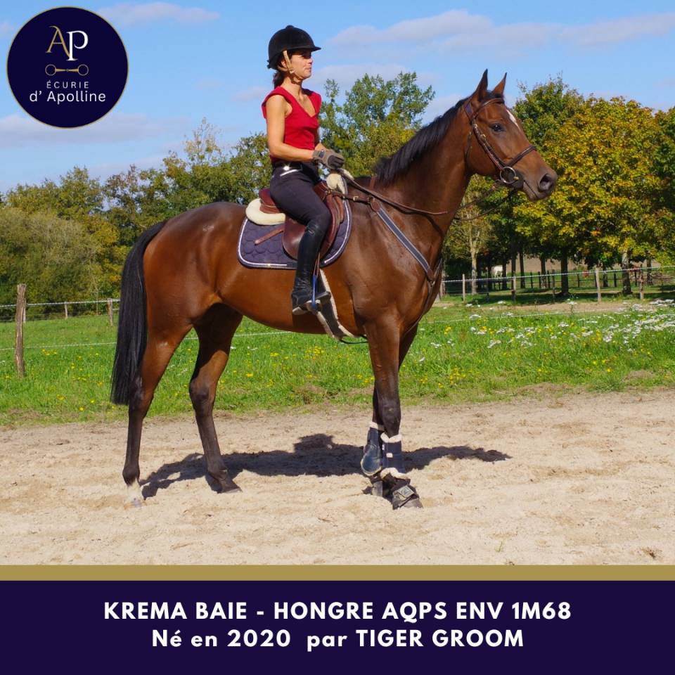 Caballo castrado AQPS En venta 2020 Bayo