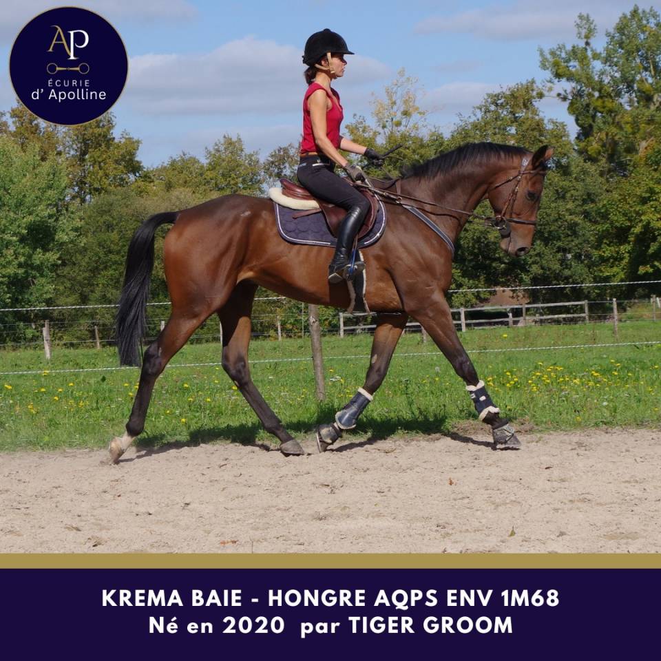 Caballo castrado AQPS En venta 2020 Bayo