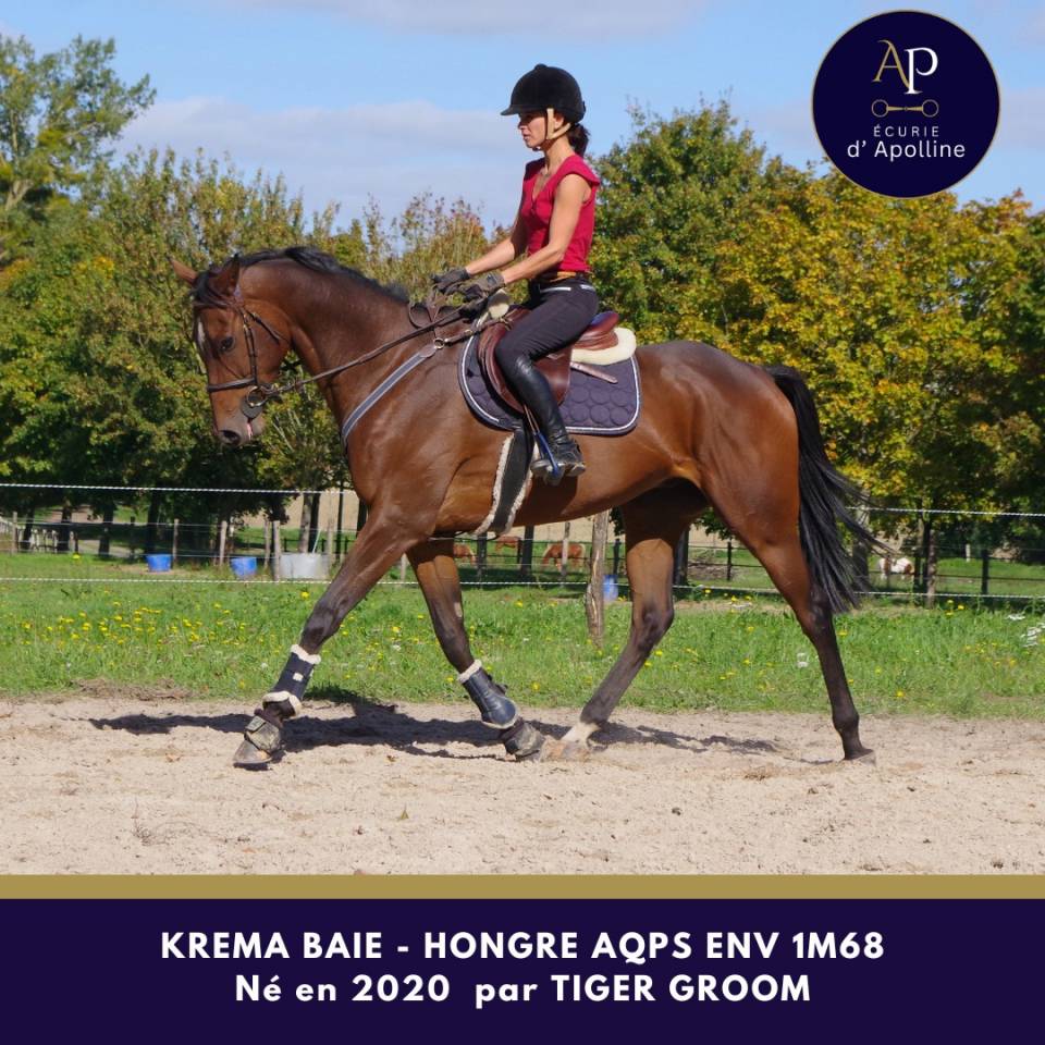 Caballo castrado AQPS En venta 2020 Bayo