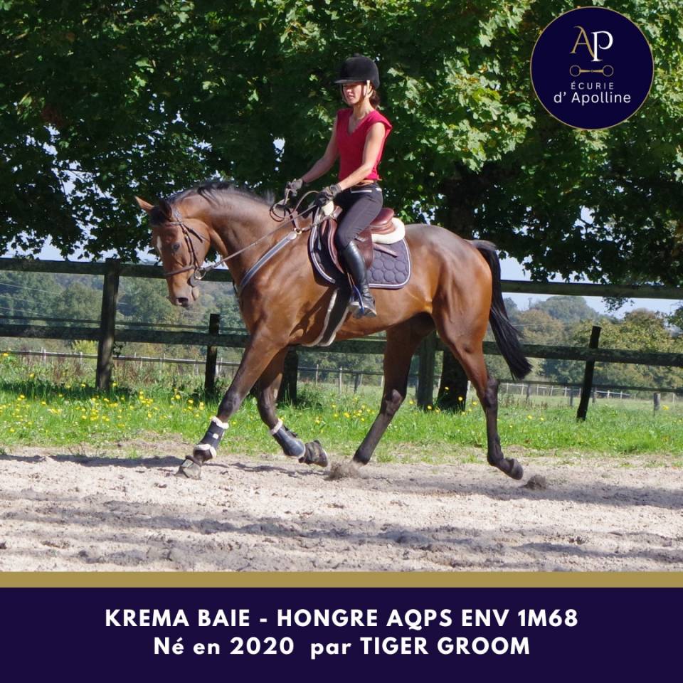 Caballo castrado AQPS En venta 2020 Bayo