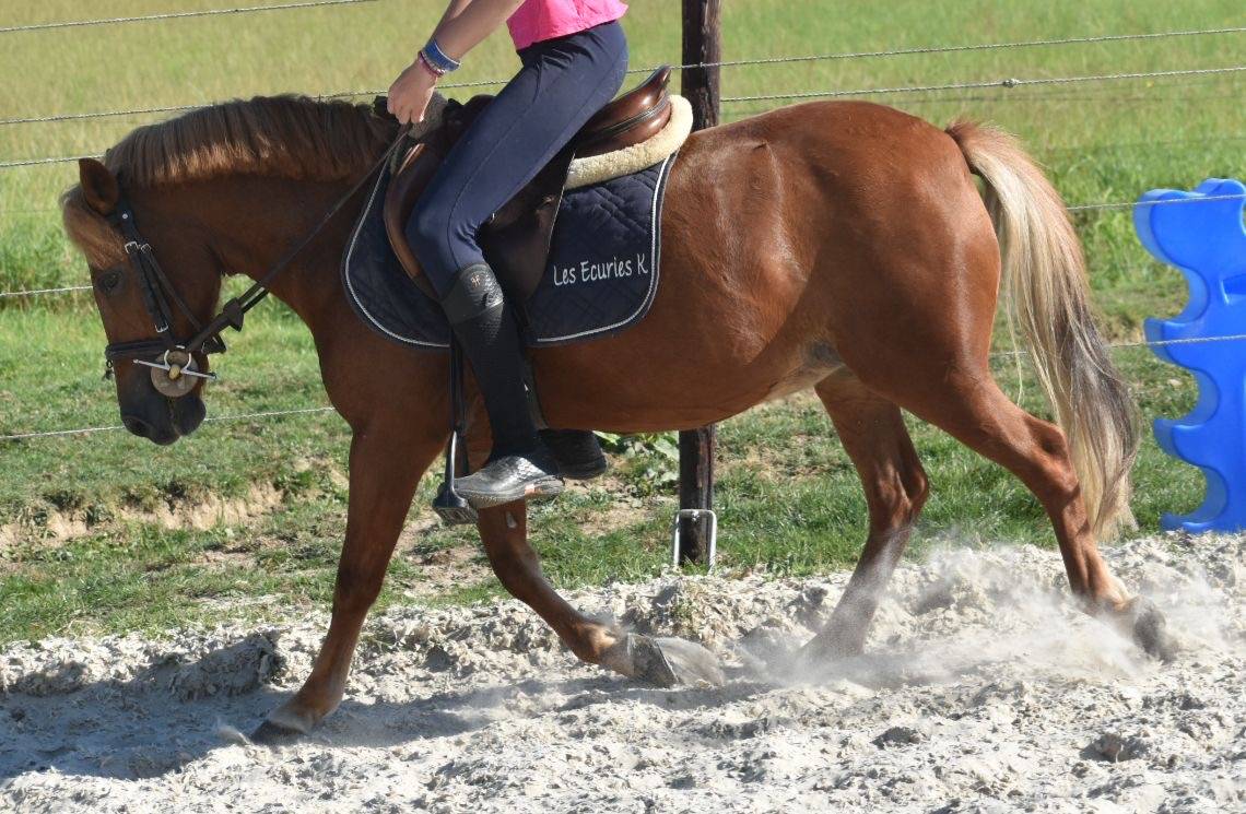 Yegua Origen No Constatado En venta 2014 Alazán