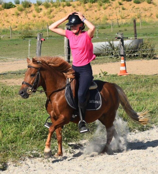 Yegua Origen No Constatado En venta 2014 Alazán