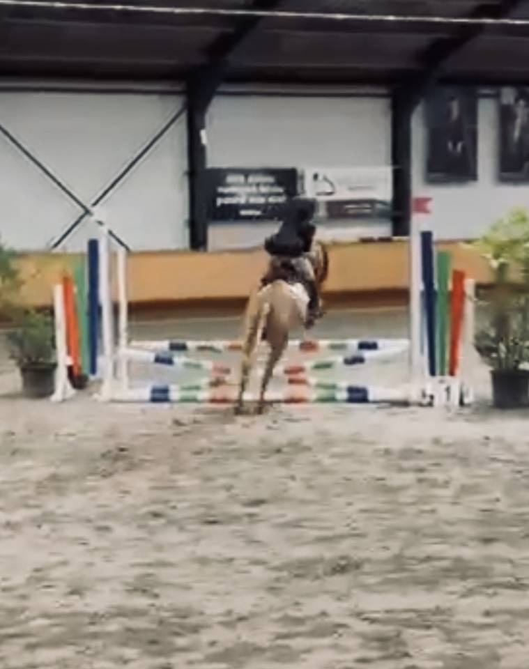 Yegua Origen No Constatado En venta 2014 Alazán