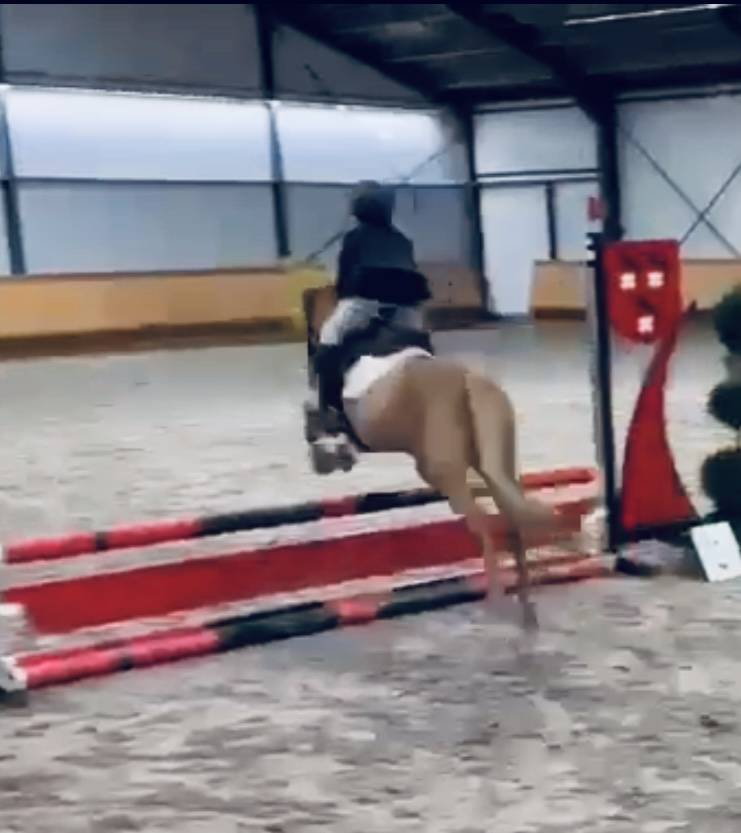 Yegua Origen No Constatado En venta 2014 Alazán