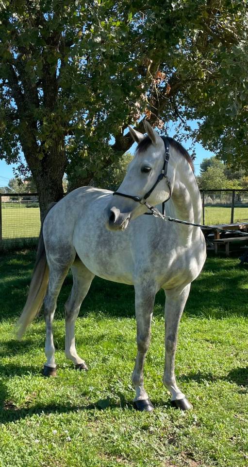 Yegua Silla Francés En venta 2019 Tordo