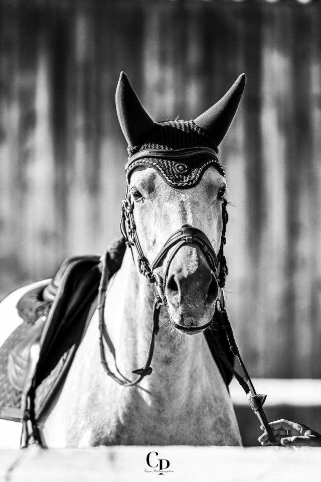 Yegua Silla Francés En venta 2019 Tordo