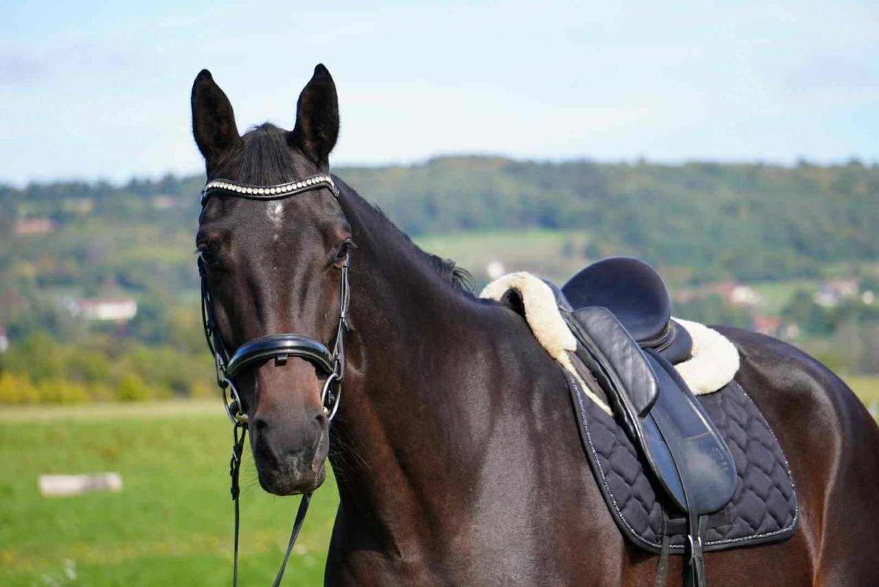 Yegua Silla Francés En venta 2020 Bayo moreno