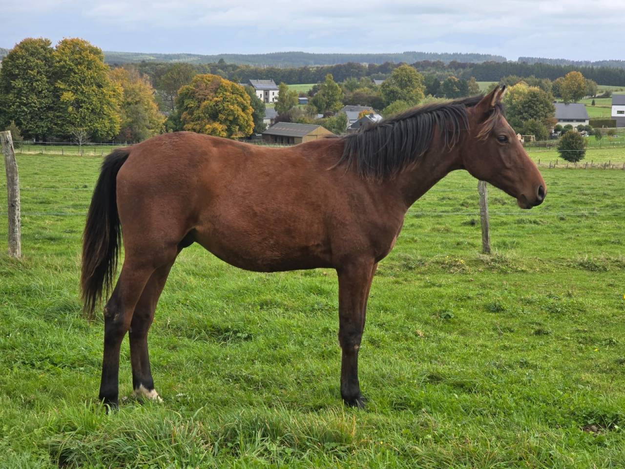 Caballo castrado sBs Caballo de Deporte Belga En venta 2021 Bayo por CHACCO BLUE