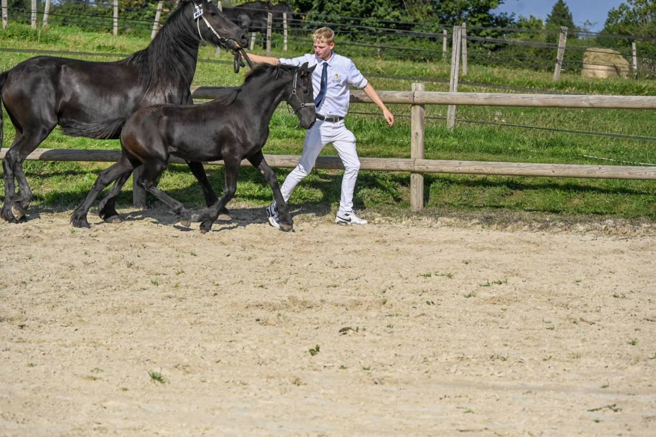 Potranca Frisón En venta 2025 Negro por Menso