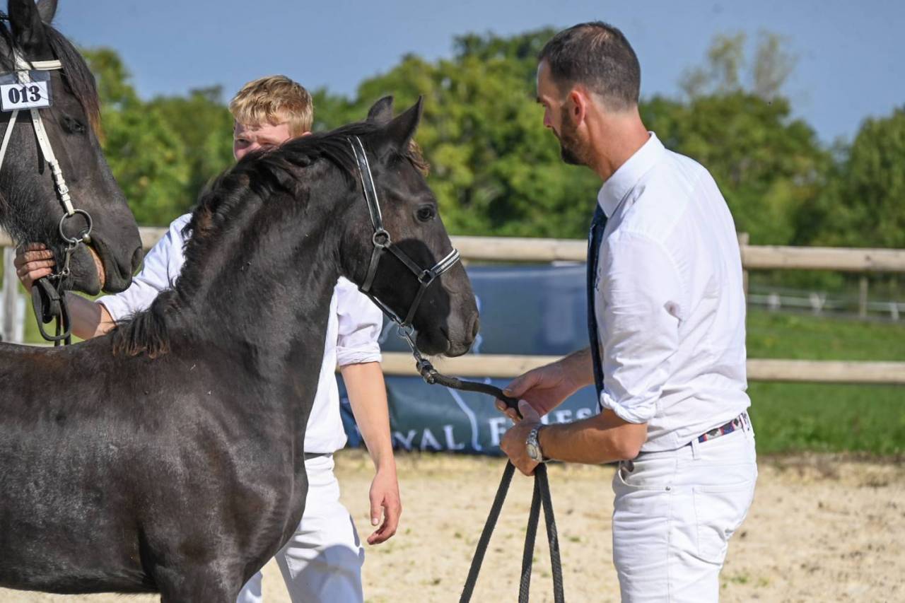 Potranca Frisón En venta 2025 Negro por Menso