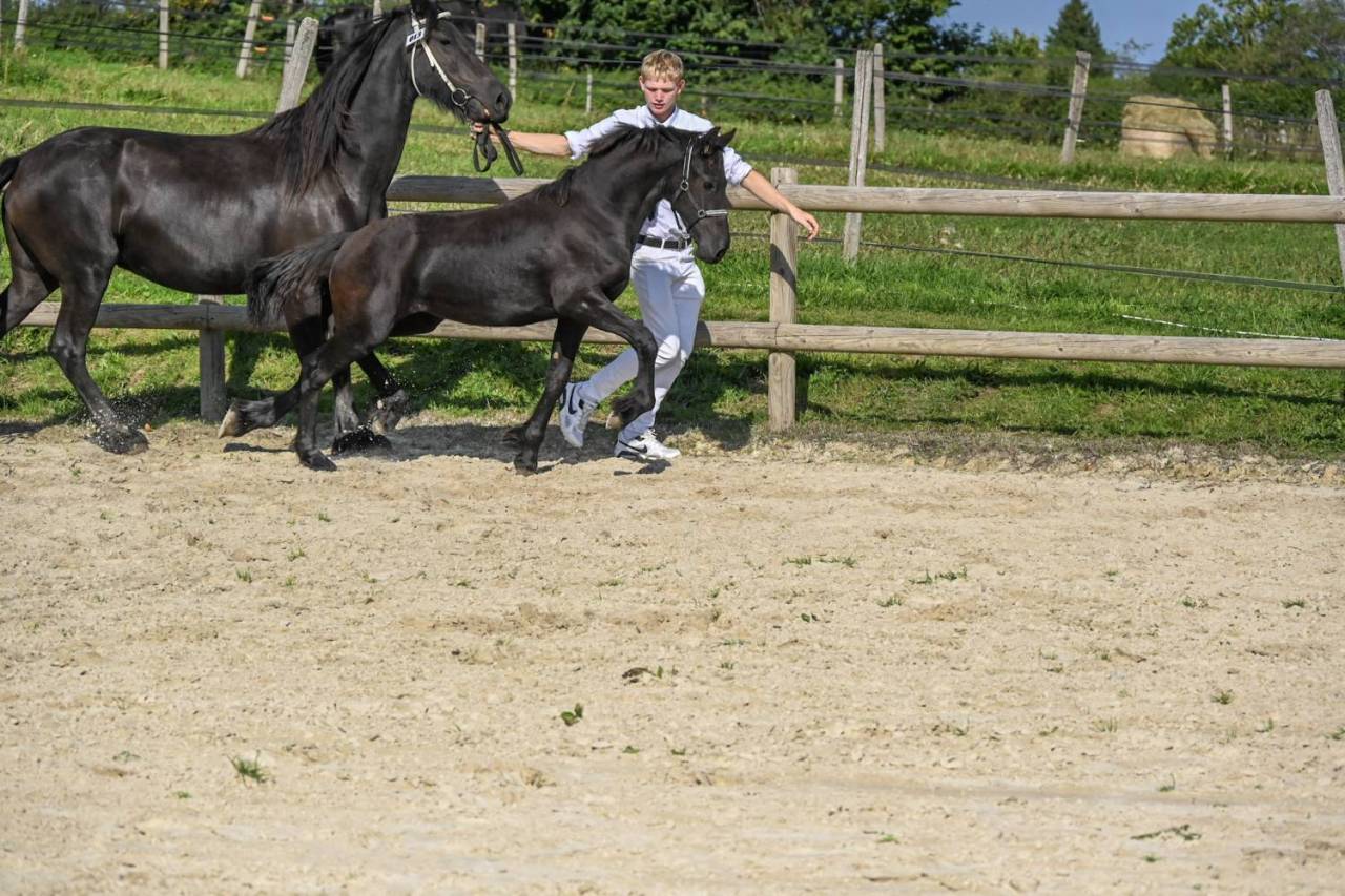 Potranca Frisón En venta 2025 Negro por Menso