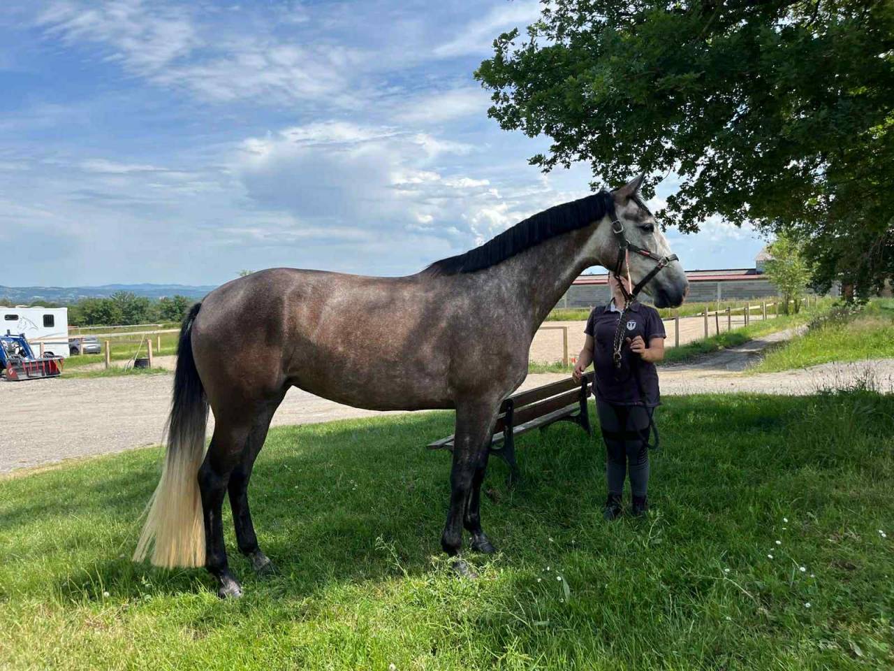 Yegua Zangersheide En venta 2021 Tordo