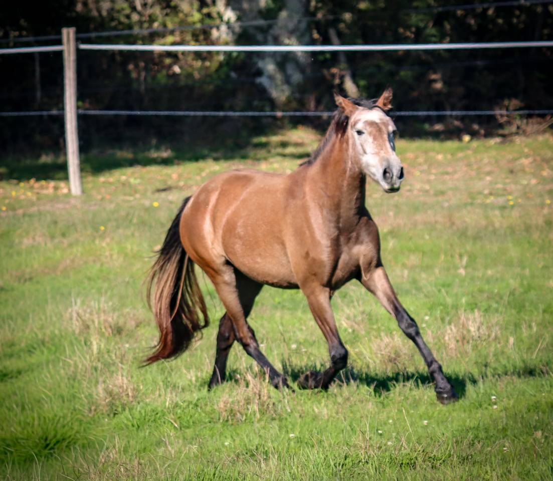Yegua Origine Constatée En venta 2022 Tordo por Amadeo de Ruyer (Lus)