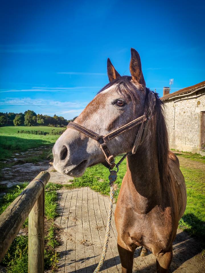 Yegua Origine Constatée En venta 2022 Tordo por Amadeo de Ruyer (Lus)
