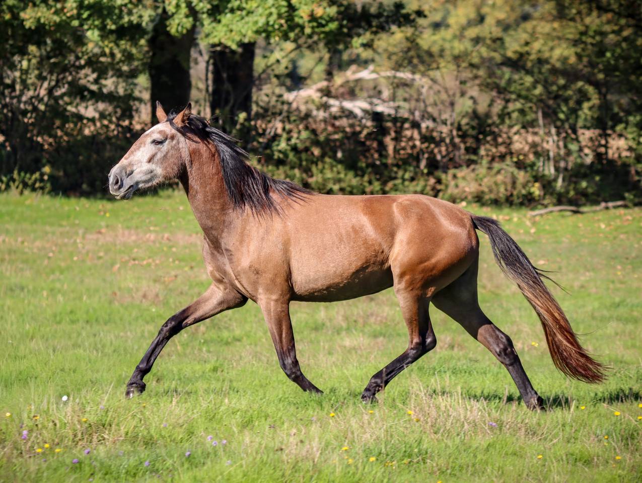Yegua Origine Constatée En venta 2022 Tordo por Amadeo de Ruyer (Lus)