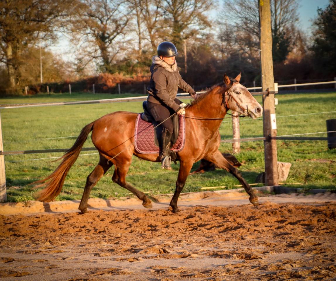 Yegua Origine Constat&eacute;e En venta 2022 Tordo por Amadeo de Ruyer (Lus)