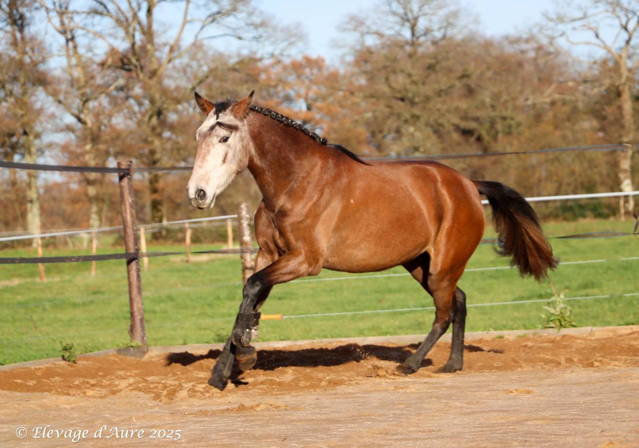 Yegua Origine Constat&eacute;e En venta 2022 Tordo por Amadeo de Ruyer (Lus)