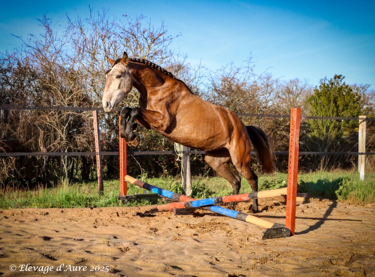 Yegua Origine Constat&eacute;e En venta 2022 Tordo por Amadeo de Ruyer (Lus)