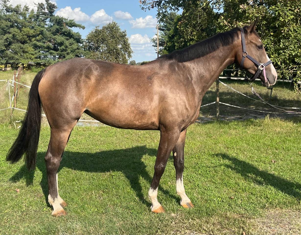 Yegua Cheval de Selle Italien En venta 2018 Bayo por Ustionov