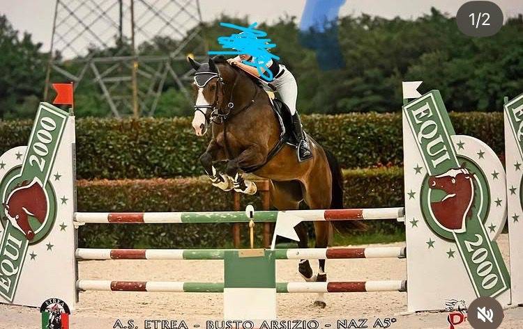 Yegua Cheval de Selle Italien En venta 2018 Bayo por Ustionov