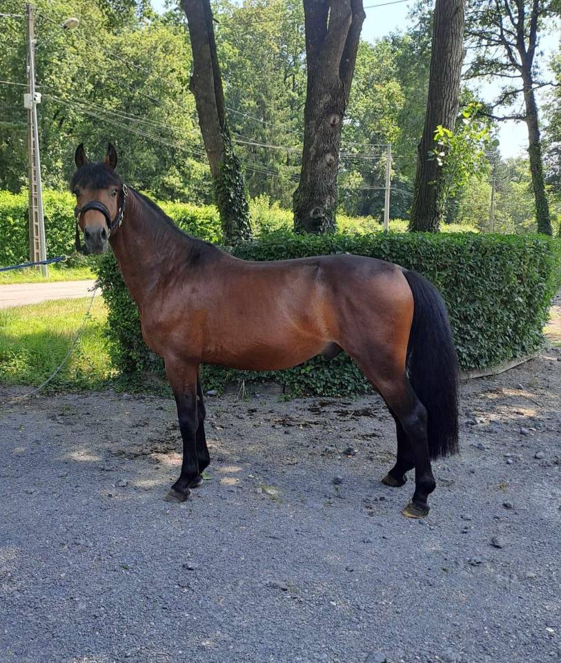 Caballo castrado PFS Poni Françés de Silla En venta 2021 Bayo moreno por MOVIE STAR TILIA PFS
