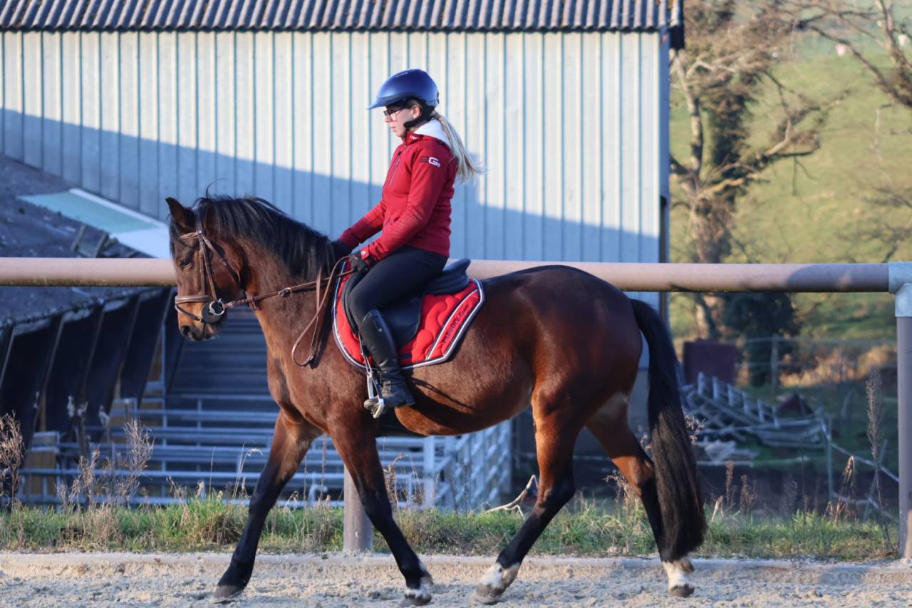 Caballo castrado PFS Poni Fran&ccedil;&eacute;s de Silla En venta 2021 Bayo moreno por MOVIE STAR TILIA PFS