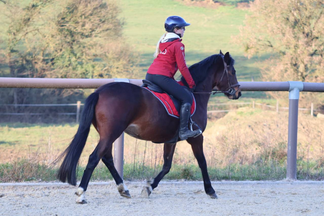 Caballo castrado PFS Poni Fran&ccedil;&eacute;s de Silla En venta 2021 Bayo moreno por MOVIE STAR TILIA PFS