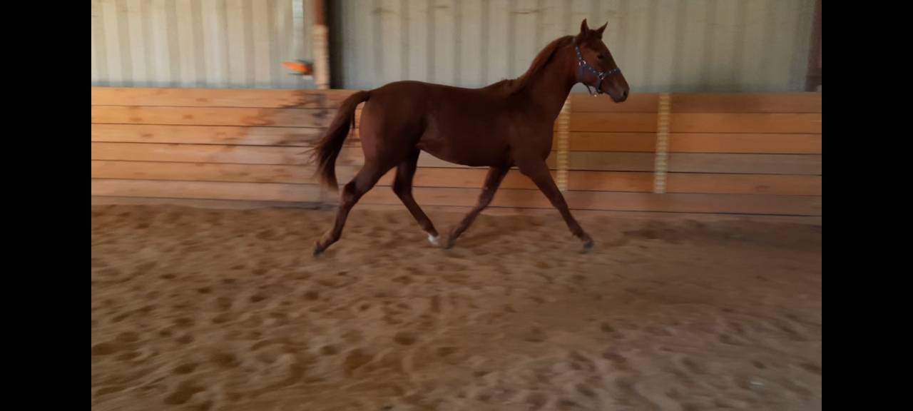 Potro Oldenburgués En venta 2024 Alazán por Fornsbacher