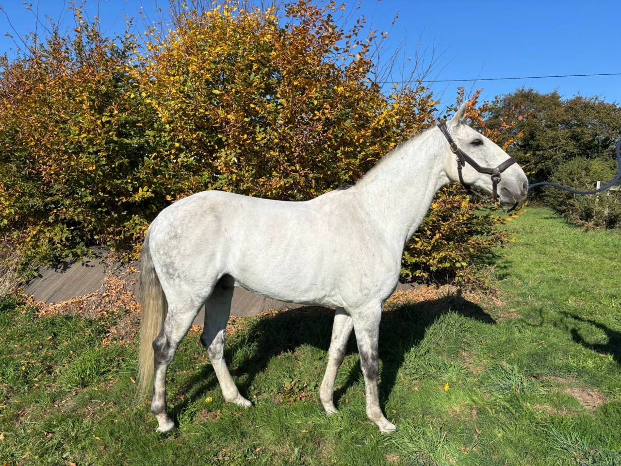 Caballo castrado Lusitano En venta 2016 Tordo por Zenite