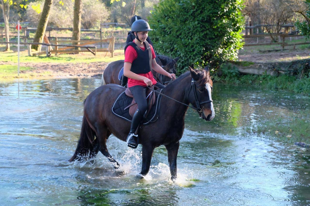 Yegua Otra Raza de Poni En venta 2013 Bayo moreno