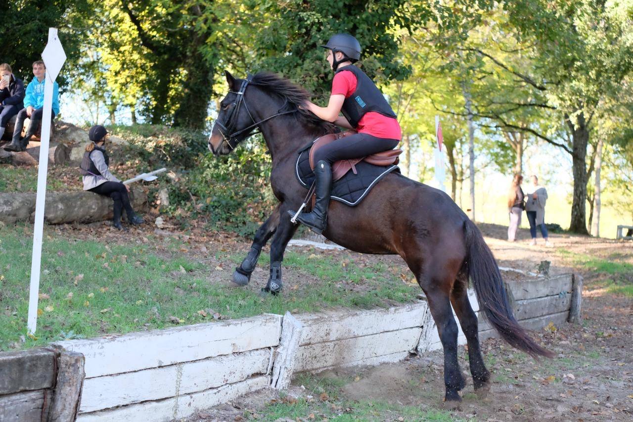 Yegua Otra Raza de Poni En venta 2013 Bayo moreno