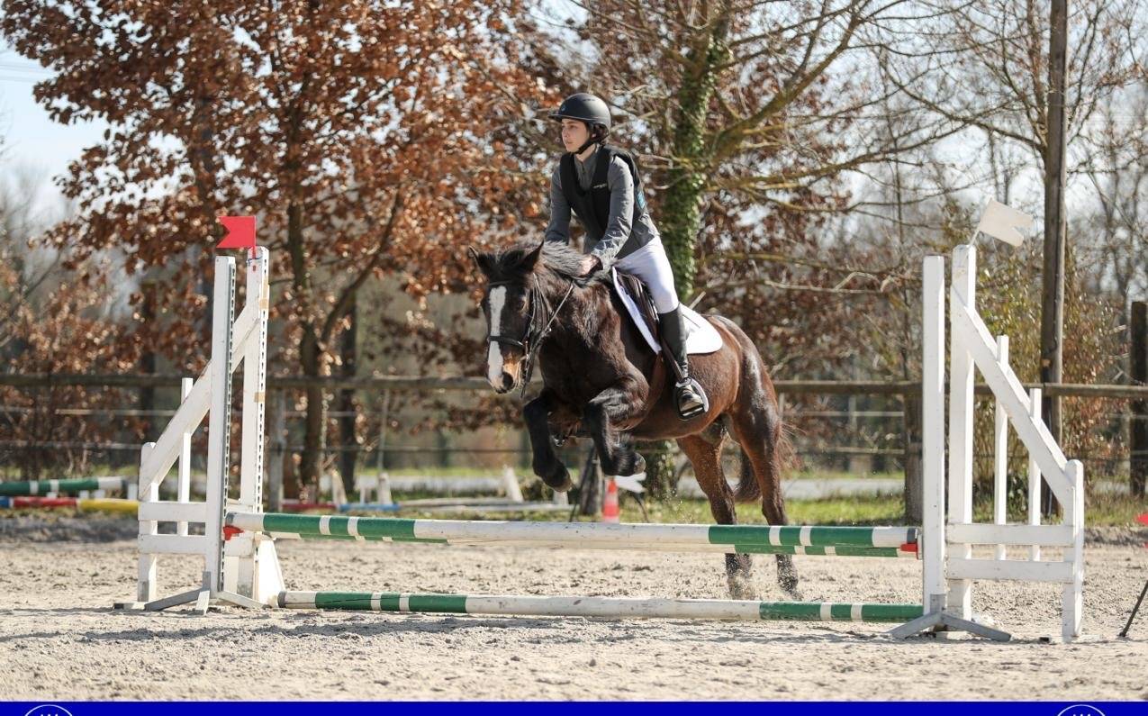 Yegua Otra Raza de Poni En venta 2013 Bayo moreno