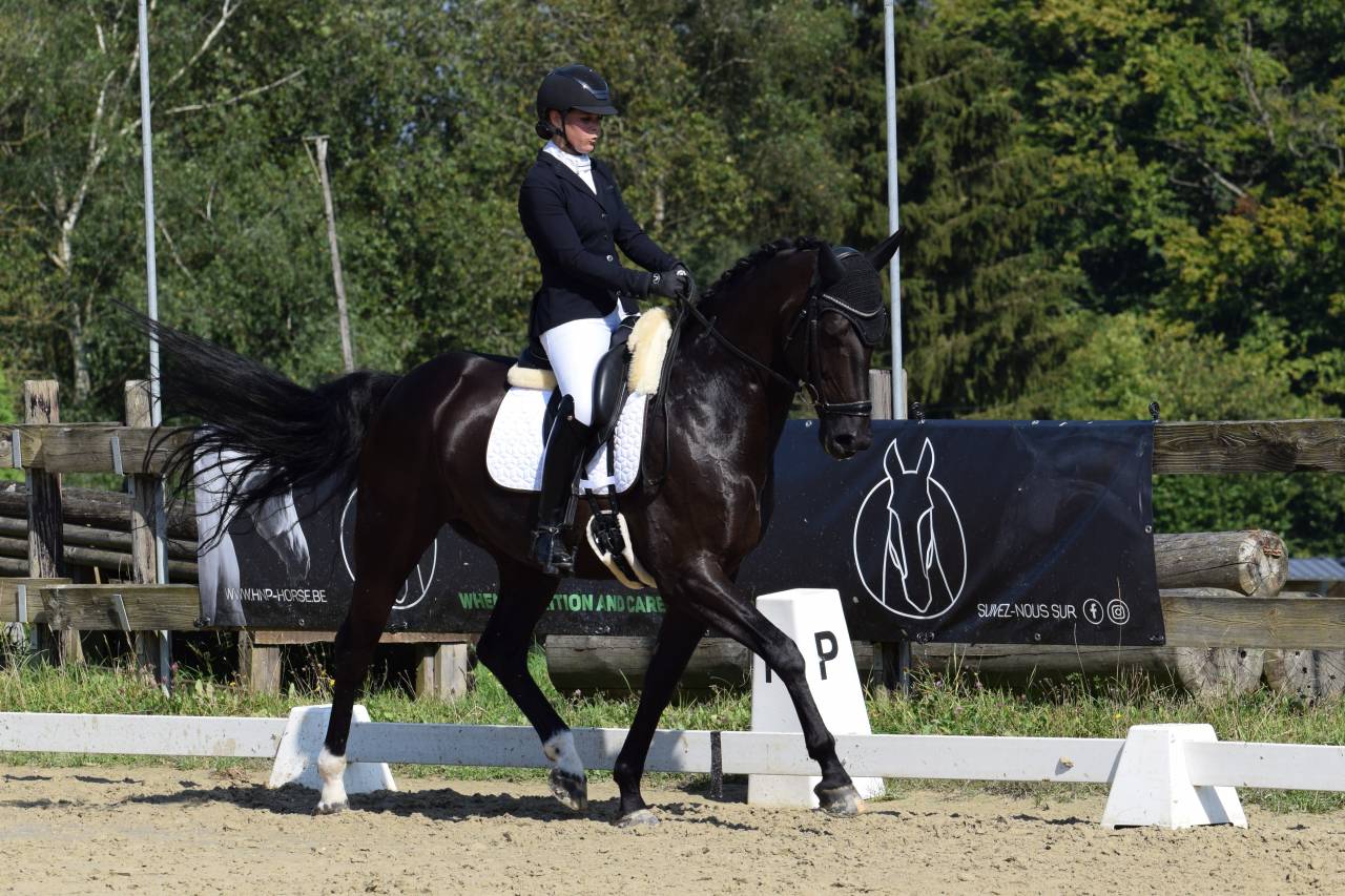 Caballo castrado Oldenburgués En venta 2016 Negro por don juan de hus