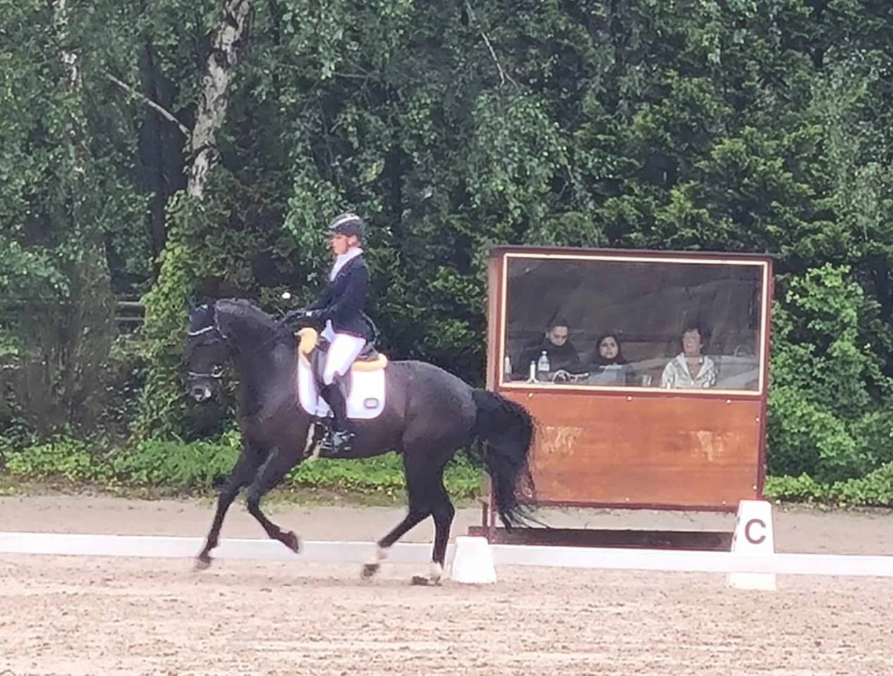 Caballo castrado Oldenburgués En venta 2016 Negro por don juan de hus