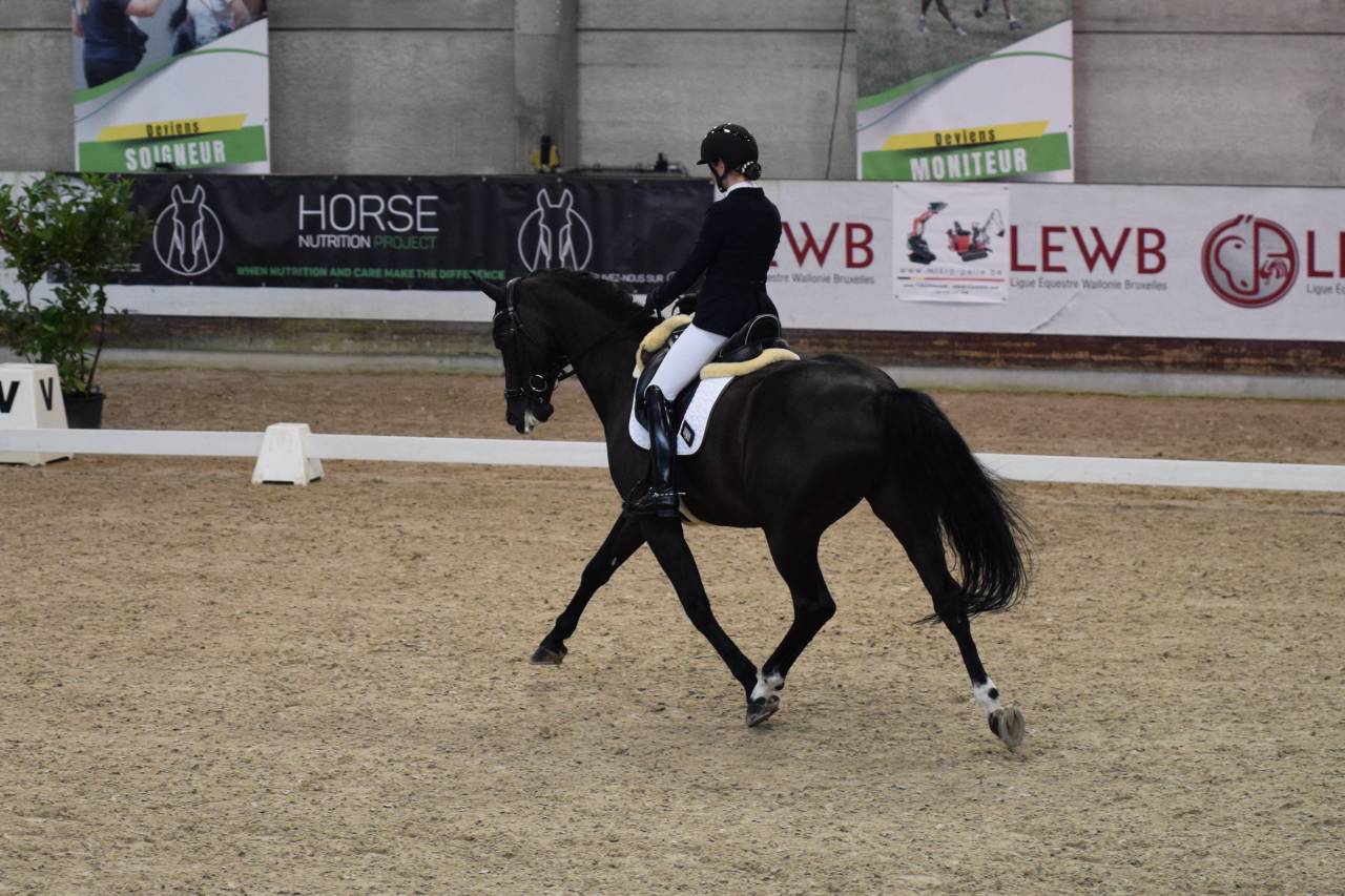 Caballo castrado Oldenburgués En venta 2016 Negro por don juan de hus