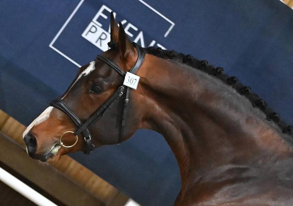 Caballo castrado Silla Francés En venta 2021 Bayo