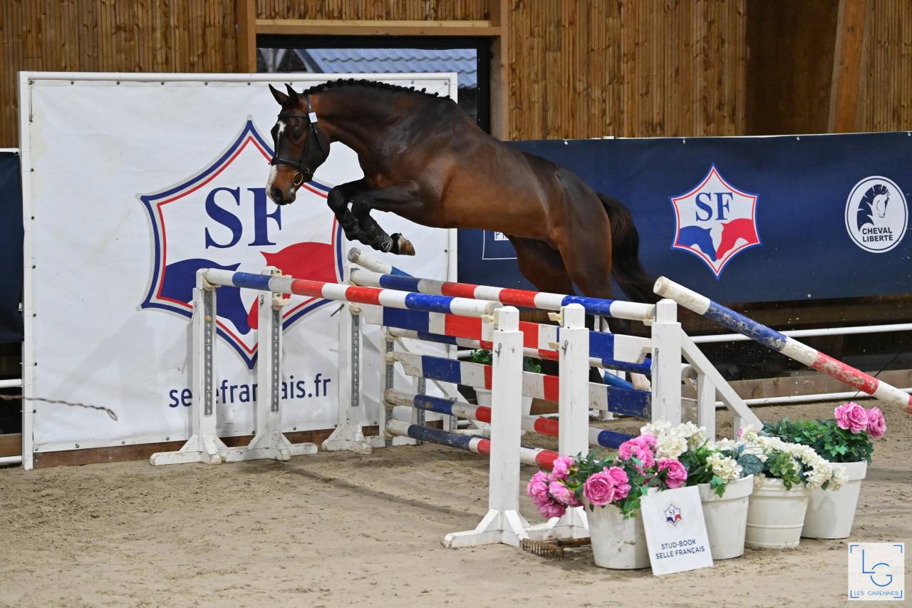 Caballo castrado Silla Francés En venta 2021 Bayo