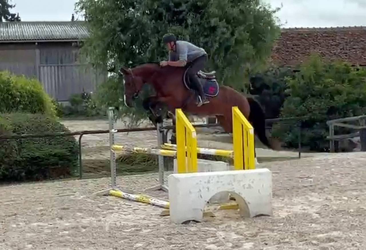 Caballo castrado Silla Francés En venta 2021 Bayo